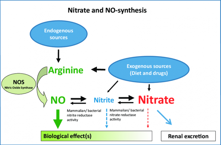 Interrelation Of Nitrate Nitrite And The L Arginine Nitric Oxide No Pathway The Doğal Erkek 0981